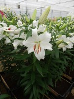 [4238 Siberia HLC2L No201.JPG]